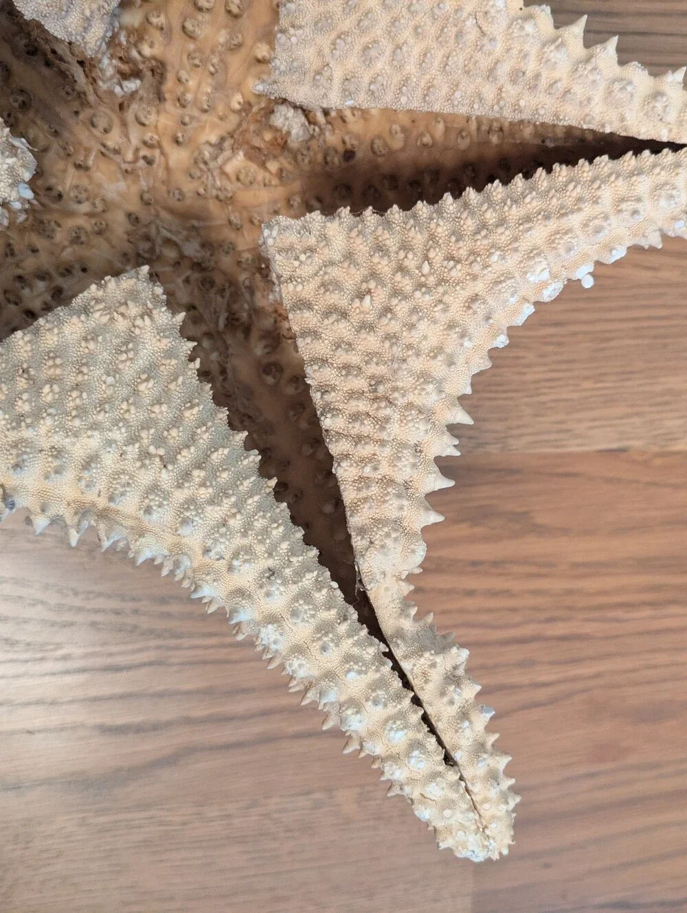 Giant Natural Dried Starfish 12